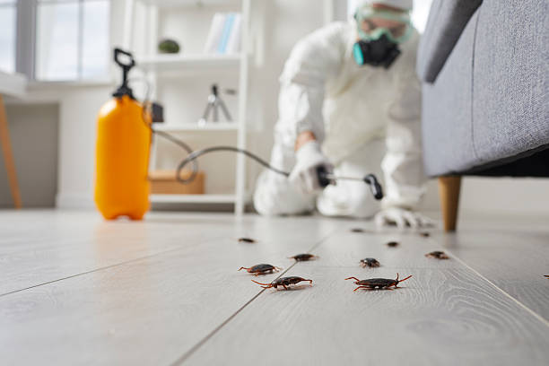 Post-Treatment Bed Bug Interceptor Monitoring in Rolla
